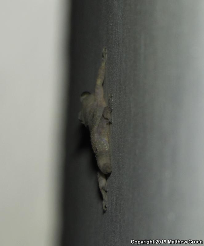 Mediterranean House Gecko (Hemidactylus turcicus)