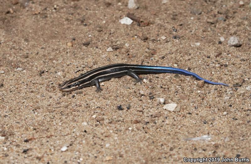 Five-lined Skink (Plestiodon fasciatus)