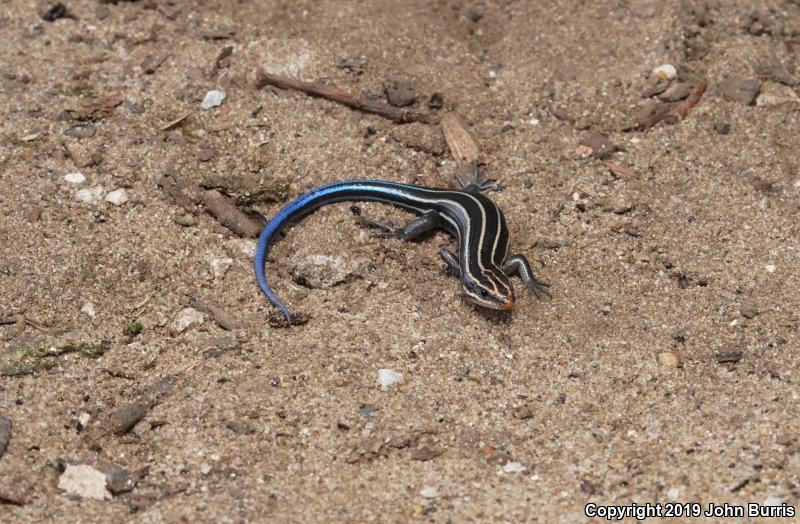 Five-lined Skink (Plestiodon fasciatus)