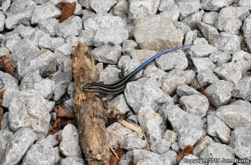 Five-lined Skink (Plestiodon fasciatus)