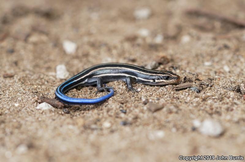 Five-lined Skink (Plestiodon fasciatus)