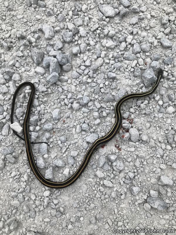 Northern Ribbonsnake (Thamnophis sauritus septentrionalis)