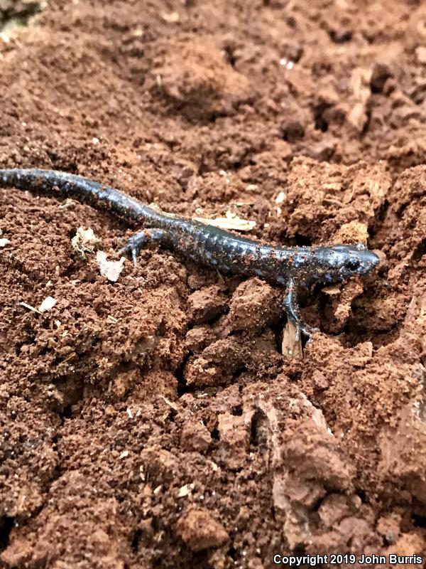 Blue-spotted Salamander (Ambystoma laterale)