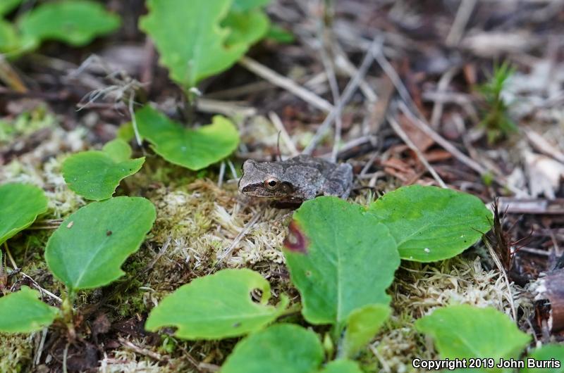 Spring Peeper (Pseudacris crucifer)