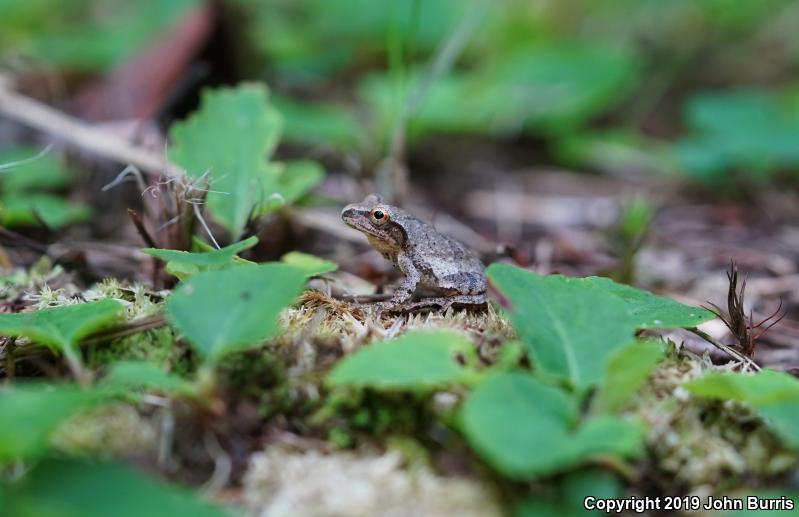 Spring Peeper (Pseudacris crucifer)