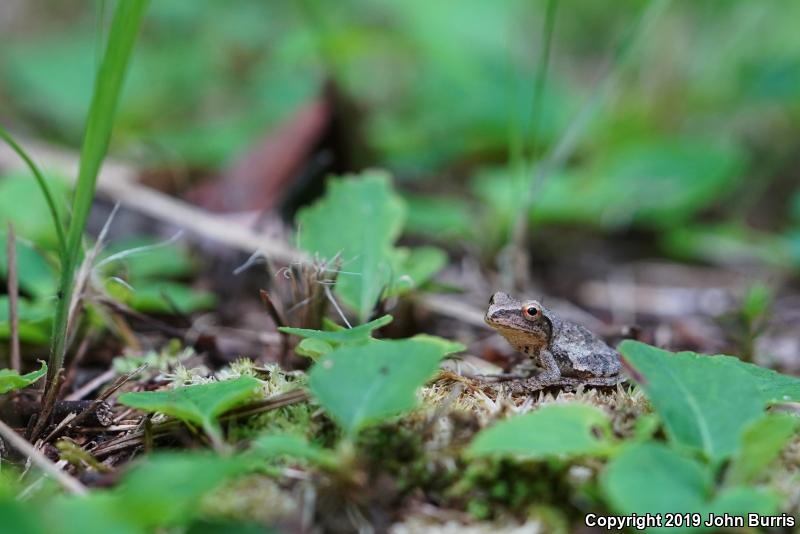 Spring Peeper (Pseudacris crucifer)