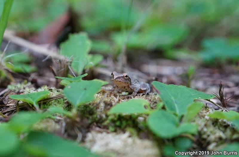 Spring Peeper (Pseudacris crucifer)