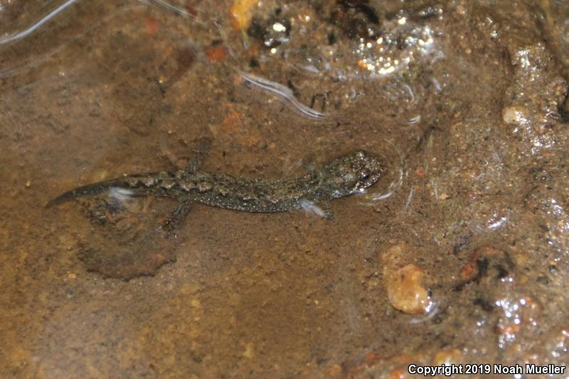 Dusky Salamanders (Desmognathus)