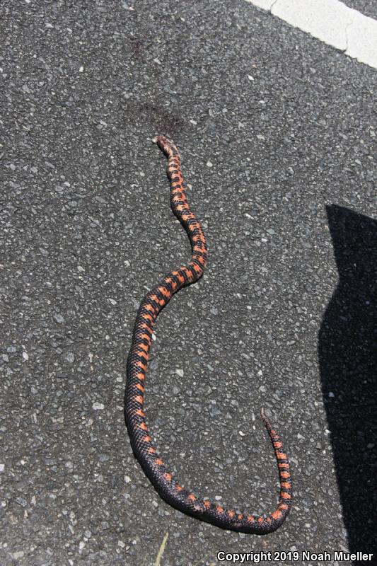 Eastern Mudsnake (Farancia abacura abacura)