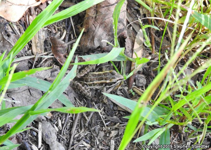 Pickerel Frog (Lithobates palustris)