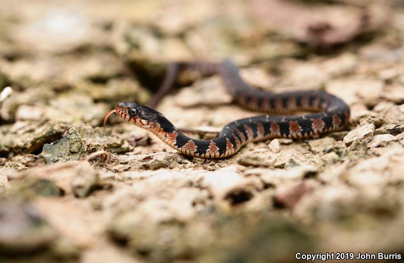 Copper-bellied Watersnake (Nerodia erythrogaster neglecta)