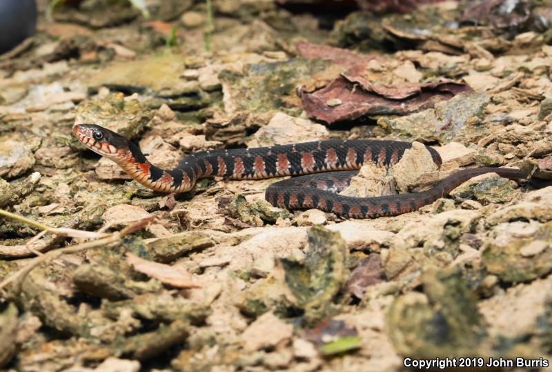 Copper-bellied Watersnake (Nerodia erythrogaster neglecta)