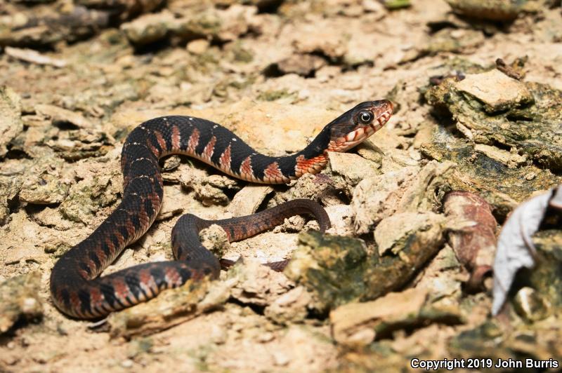 Copper-bellied Watersnake (Nerodia erythrogaster neglecta)