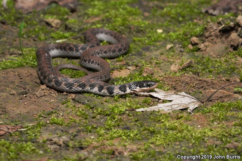 Kirtland's Snake (Clonophis kirtlandii)