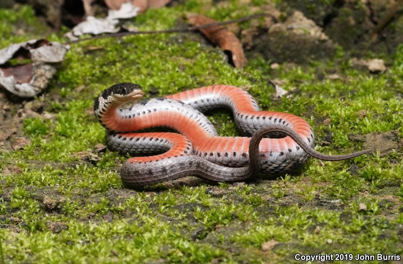 Kirtland's Snake (Clonophis kirtlandii)