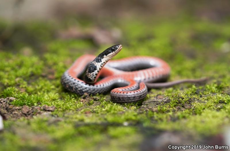 Kirtland's Snake (Clonophis kirtlandii)