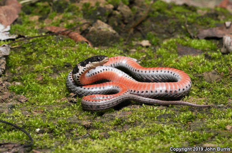 Kirtland's Snake (Clonophis kirtlandii)