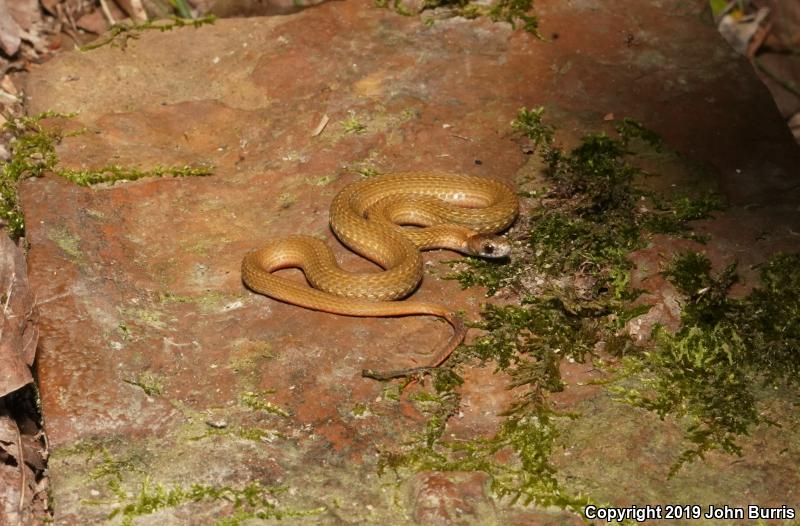 Northern Red-bellied Snake (Storeria occipitomaculata occipitomaculata)