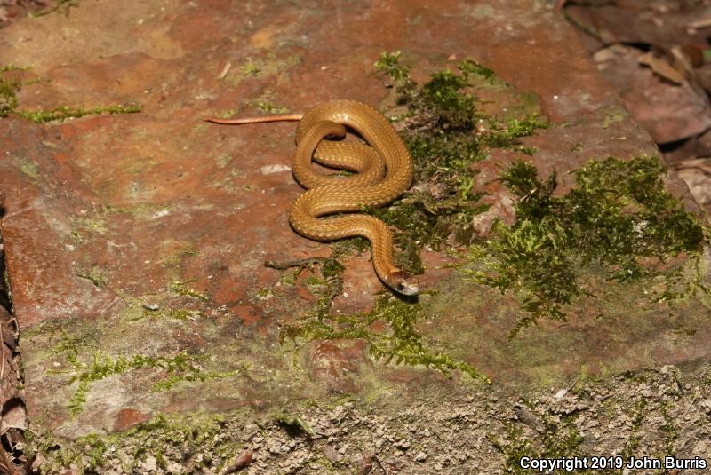 Northern Red-bellied Snake (Storeria occipitomaculata occipitomaculata)