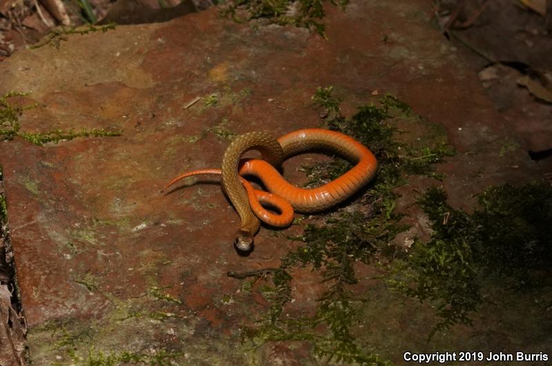 Northern Red-bellied Snake (Storeria occipitomaculata occipitomaculata)