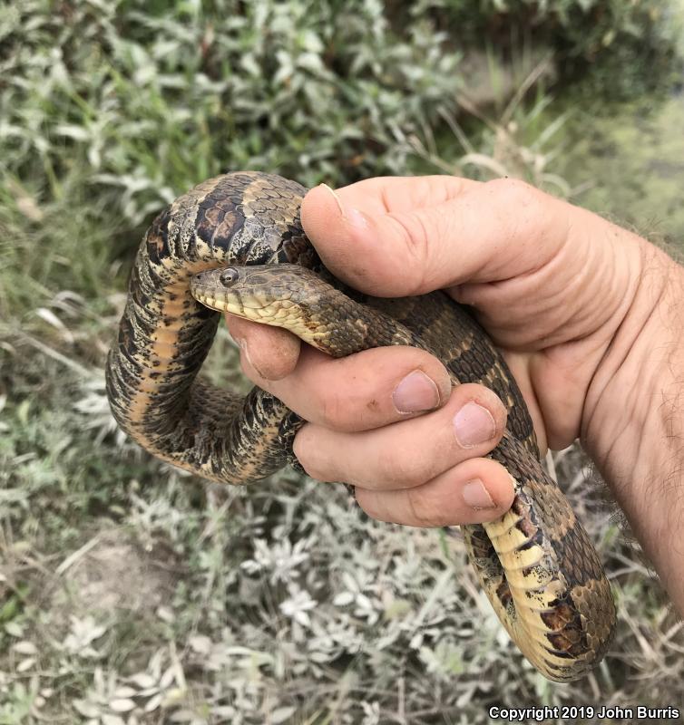 Midland Watersnake (Nerodia sipedon pleuralis)