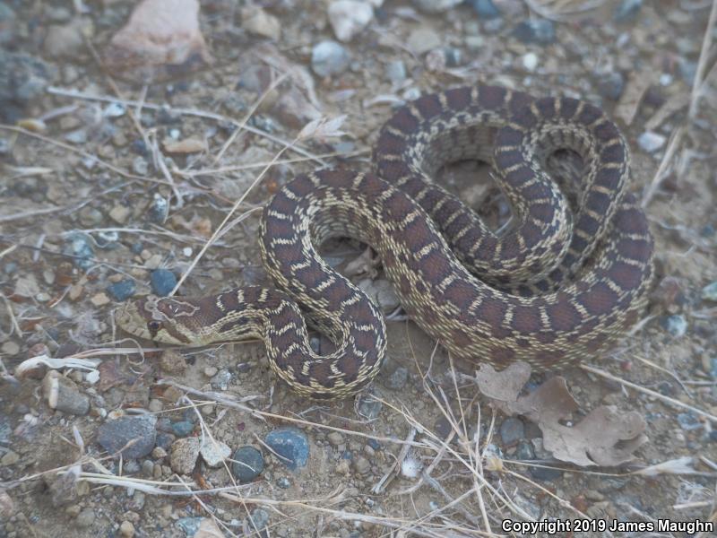 Pacific Gopher Snake (Pituophis catenifer catenifer)