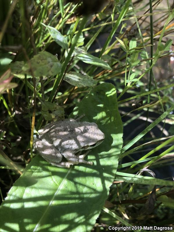 Northern Pacific Treefrog (Pseudacris regilla)