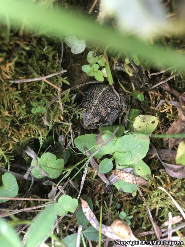 Western Toad (Anaxyrus boreas)