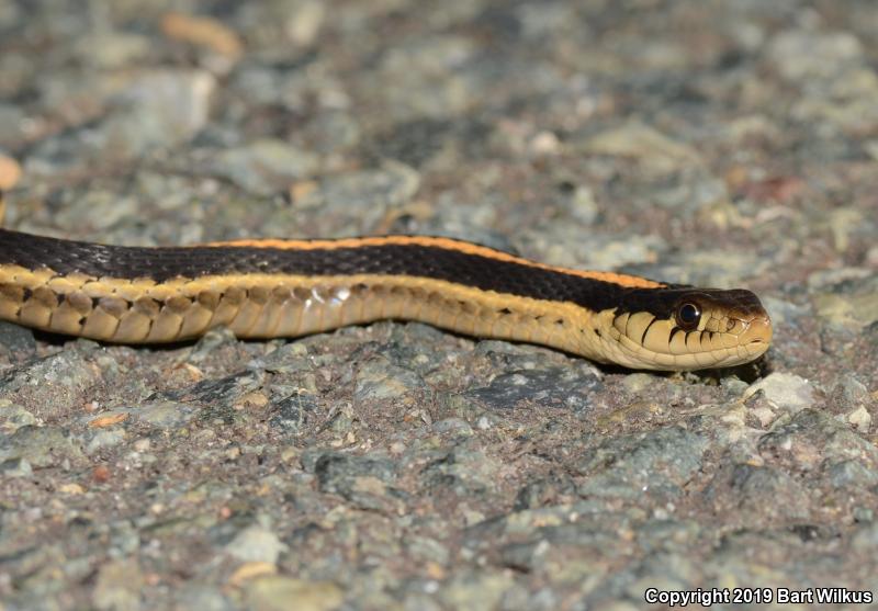 Mountain Gartersnake (Thamnophis elegans elegans)