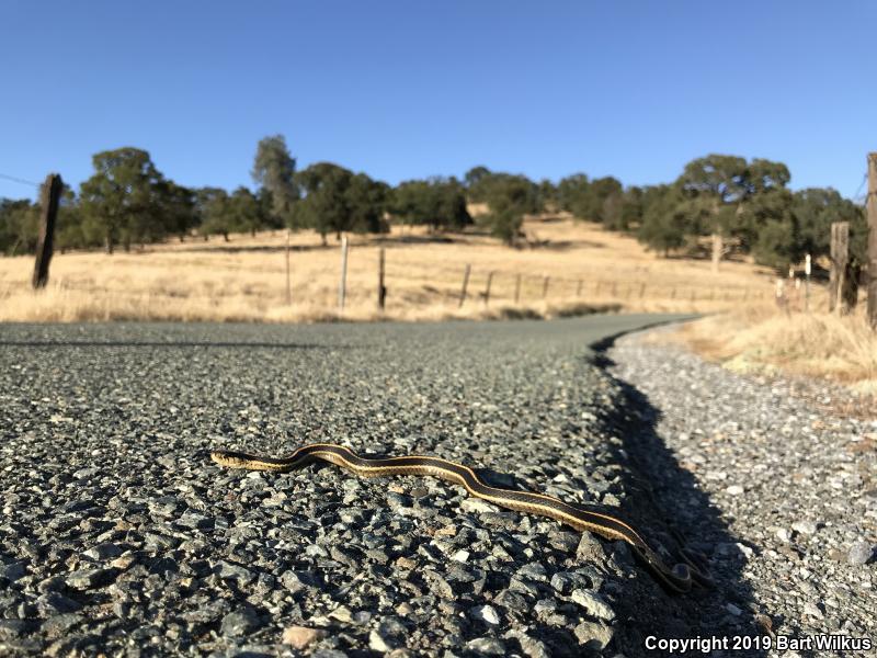 Mountain Gartersnake (Thamnophis elegans elegans)