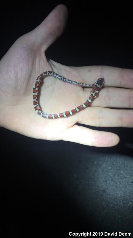 Eastern Milksnake (Lampropeltis triangulum triangulum)