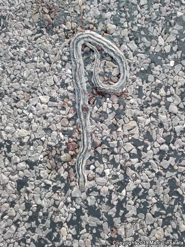 Mountain Patch-nosed Snake (Salvadora grahamiae grahamiae)