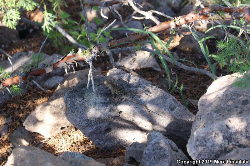 Sonoran Spiny Lizard (Sceloporus clarkii clarkii)