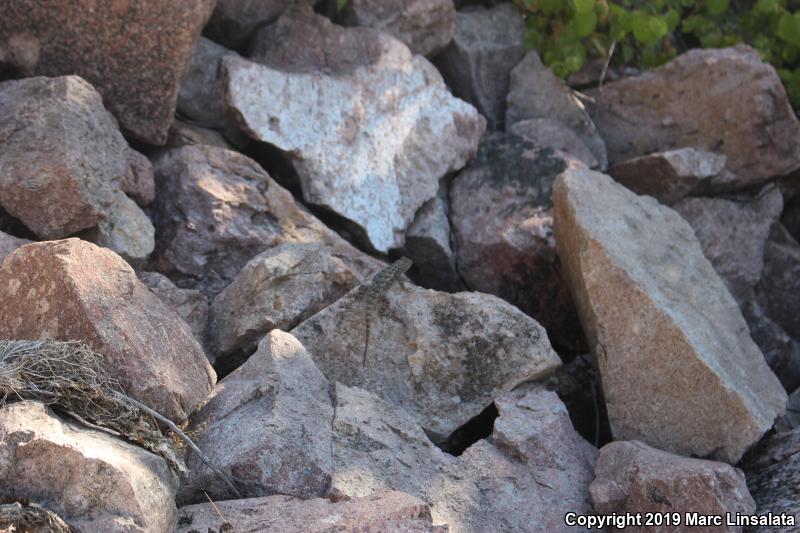 Sonoran Spiny Lizard (Sceloporus clarkii clarkii)