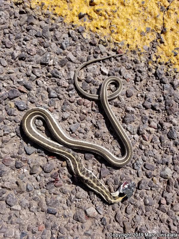 Western Black-necked Gartersnake (Thamnophis cyrtopsis cyrtopsis)