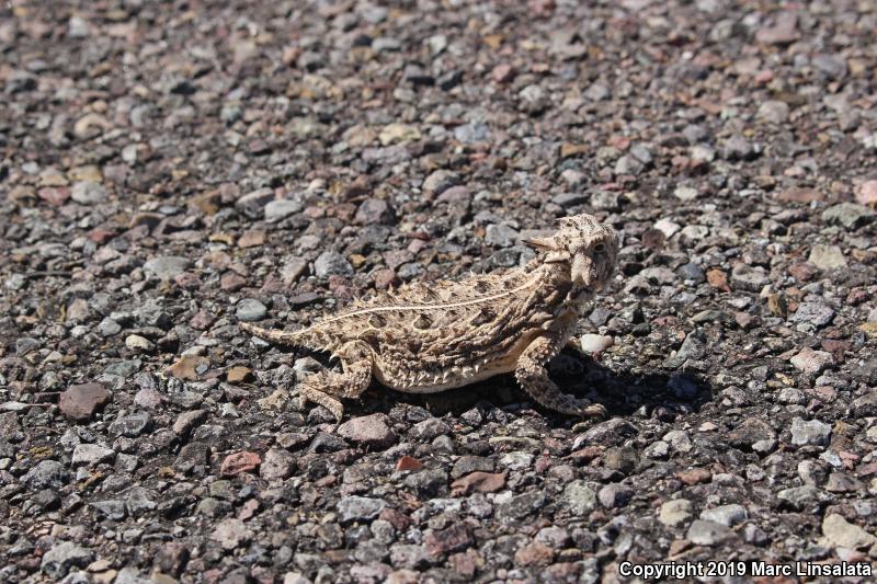 Texas Horned Lizard (Phrynosoma cornutum)