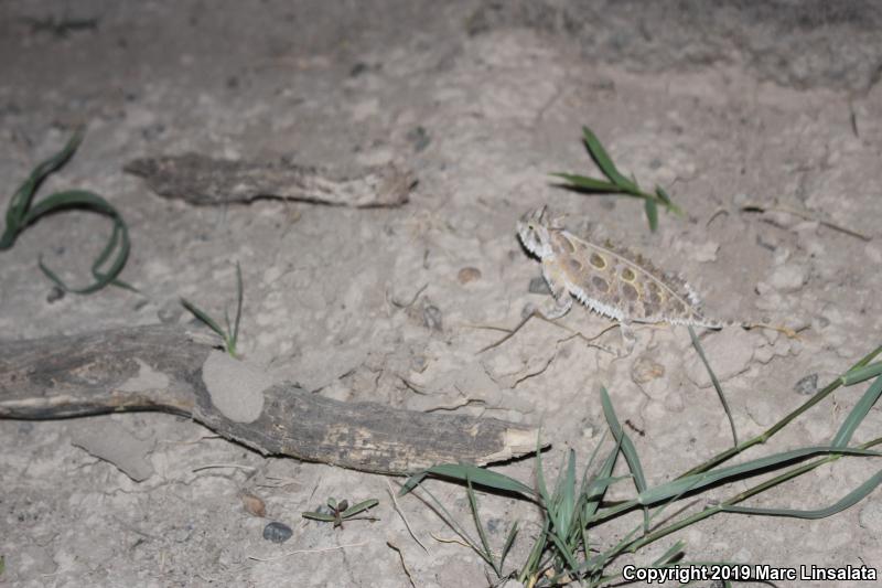 Texas Horned Lizard (Phrynosoma cornutum)