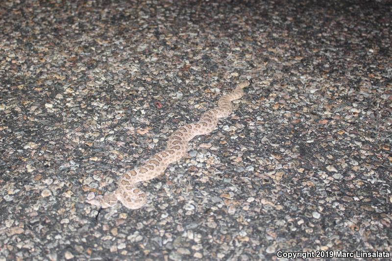 Prairie Rattlesnake (Crotalus viridis)