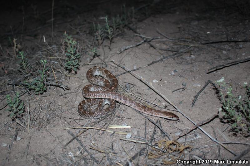 Painted Desert Glossy Snake (Arizona elegans philipi)