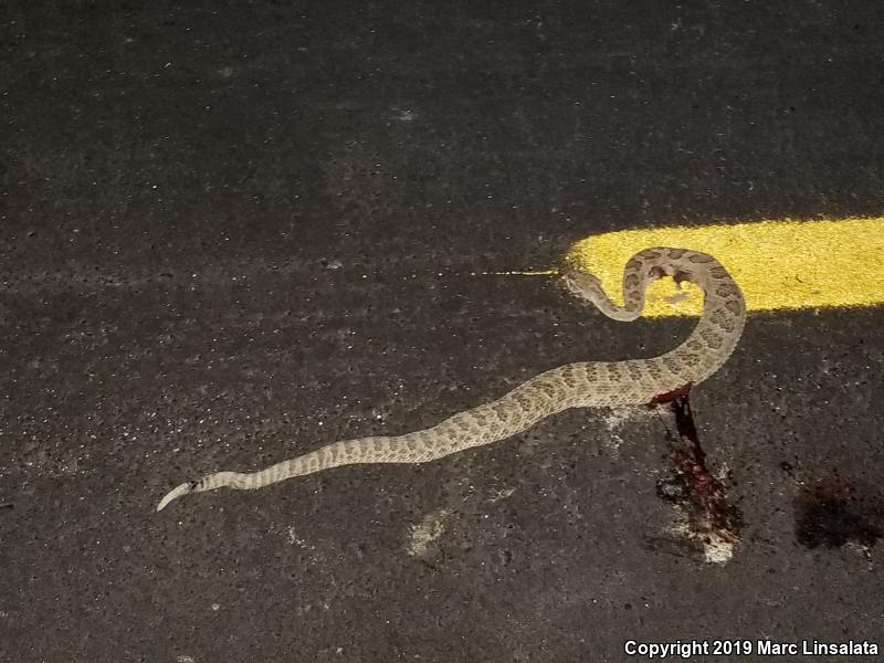 Prairie Rattlesnake (Crotalus viridis)