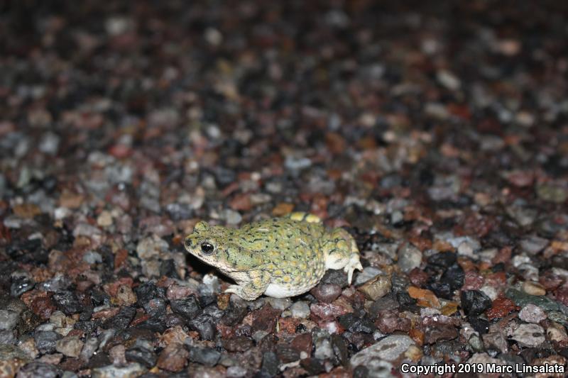 Green Toad (Anaxyrus debilis)