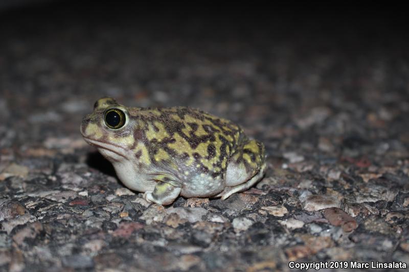 Couch's Spadefoot (Scaphiopus couchii)