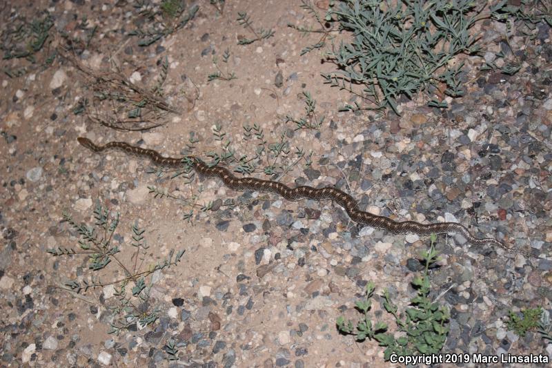 Painted Desert Glossy Snake (Arizona elegans philipi)