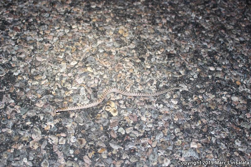 Painted Desert Glossy Snake (Arizona elegans philipi)