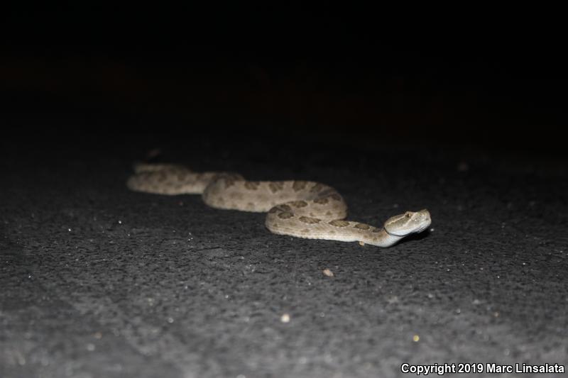 Prairie Rattlesnake (Crotalus viridis)