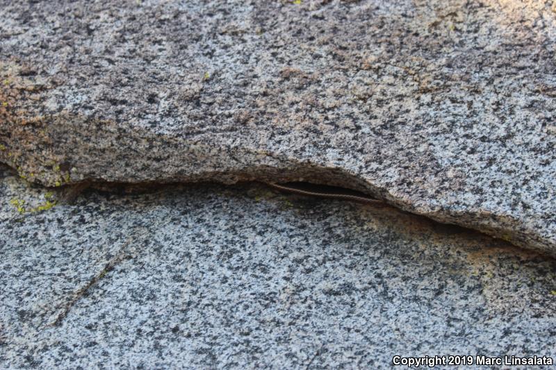 Desert Striped Whipsnake (Coluber taeniatus taeniatus)