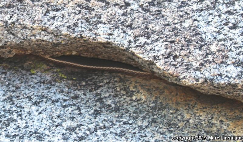 Desert Striped Whipsnake (Coluber taeniatus taeniatus)