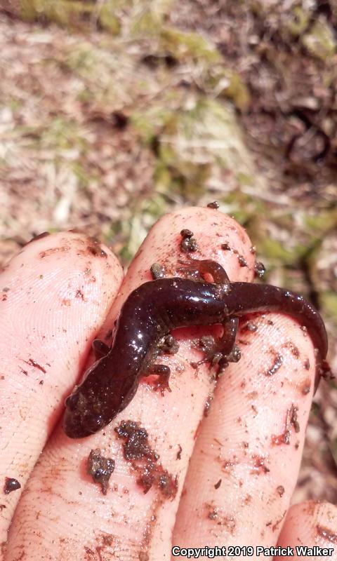 Seepage Salamander (Desmognathus aeneus)