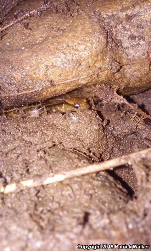 Blue Ridge Two-lined Salamander (Eurycea wilderae)