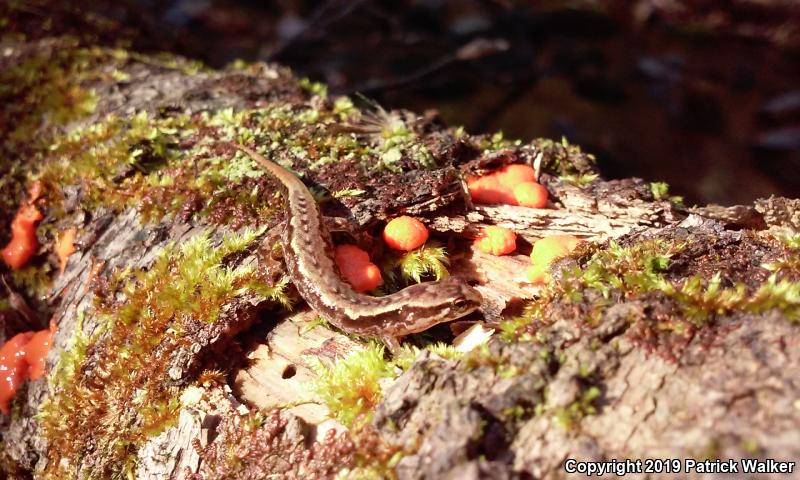 Pygmy Salamander (Desmognathus wrighti)